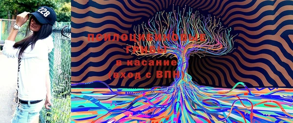 сатива Карпинск