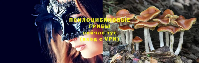 Галлюциногенные грибы мухоморы  Петровск-Забайкальский 